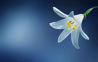 White Lily Flower on Blue Background
