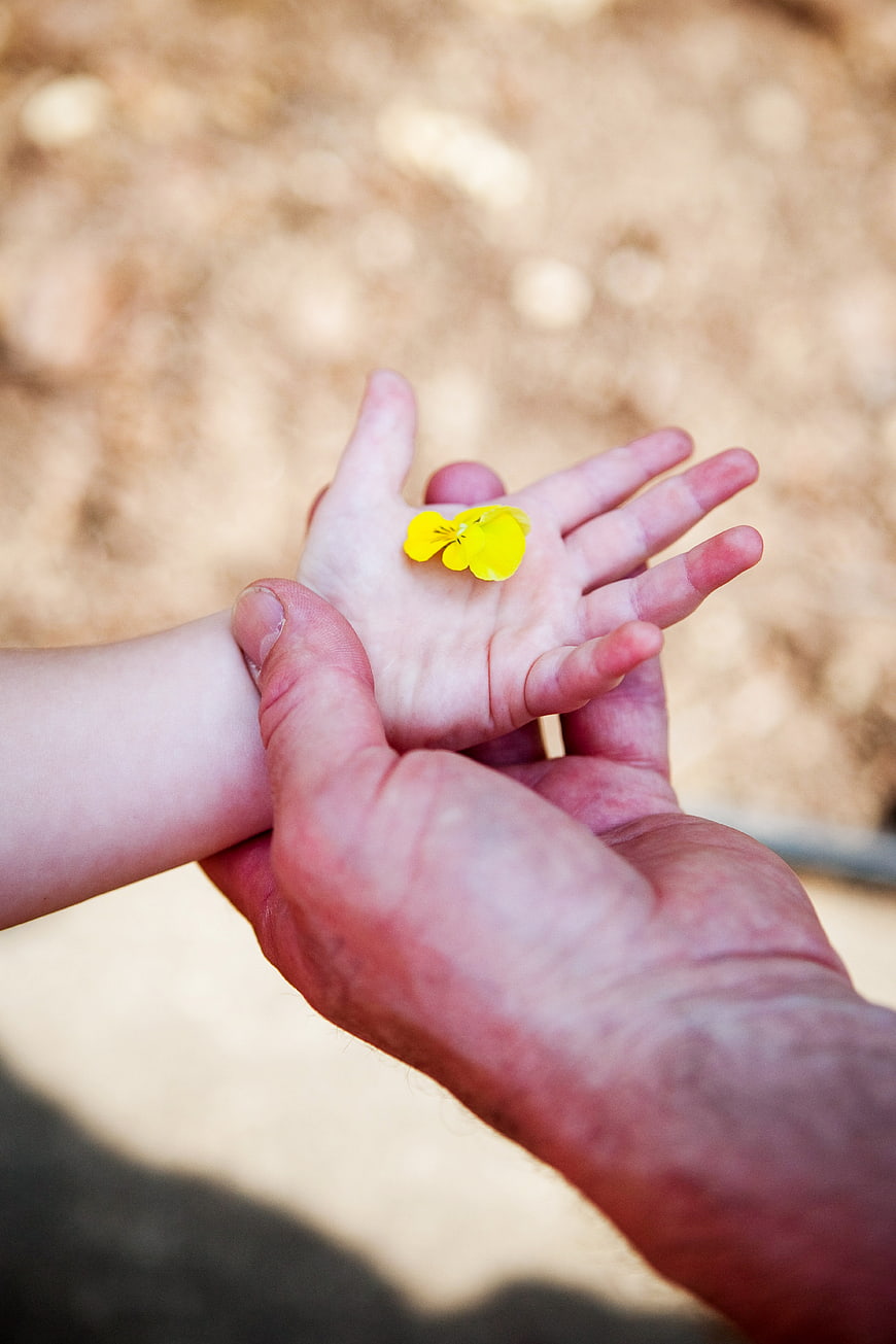 Adult hand holding child's hand with yellow flower