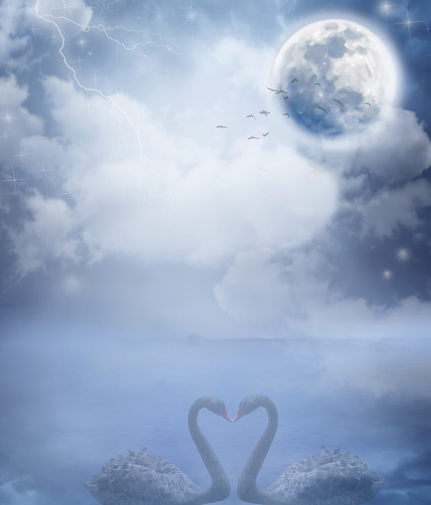 Romantic swans forming heart shape under full moon