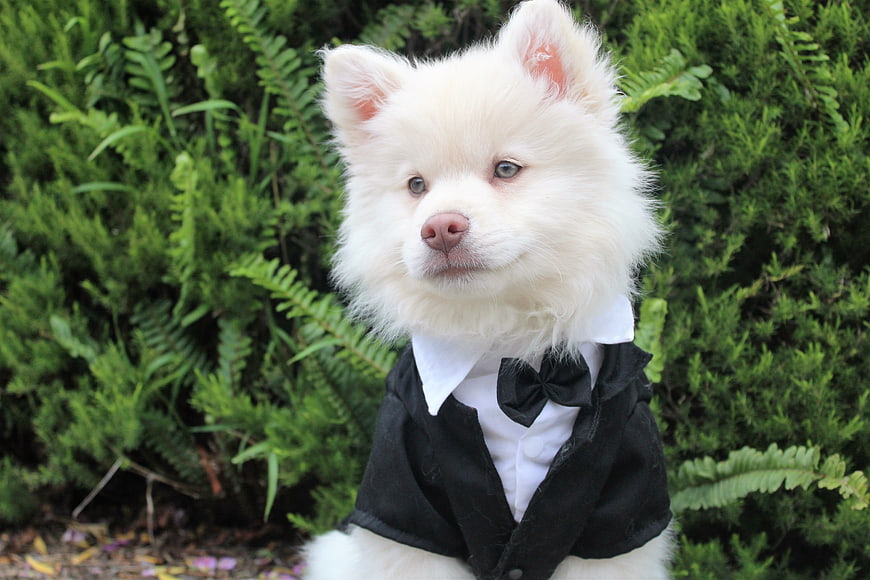 Cute white puppy in tuxedo sitting in garden