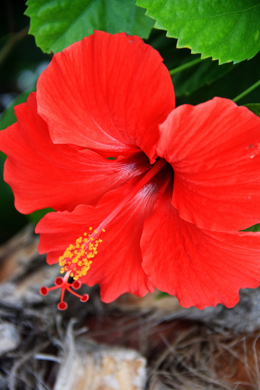 Vibrant Red Hibiscus Flower Close-Up