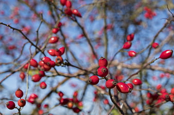 Close-up of bright red rose hips on branches against blue sky