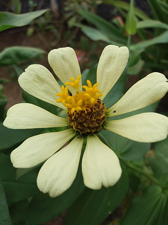 Close-up of a pale yellow zinnia flower with green leaves