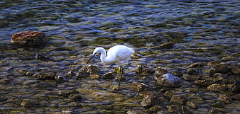 White Egret Fishing in Shallow Rocky Stream