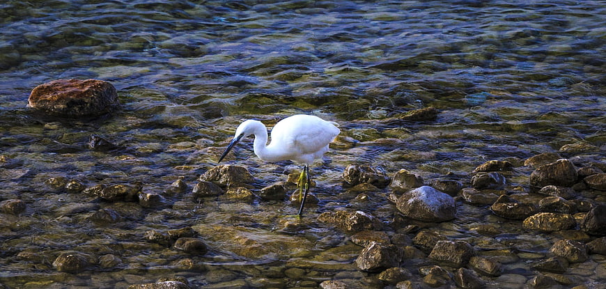 White Egret Fishing in Shallow Rocky Stream
