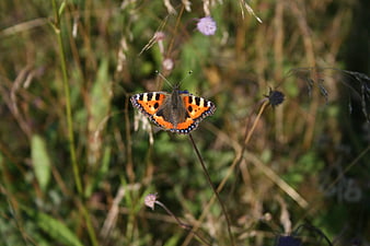 Small Tortoiseshell Butterfly on Wildflower Stem in Meadow