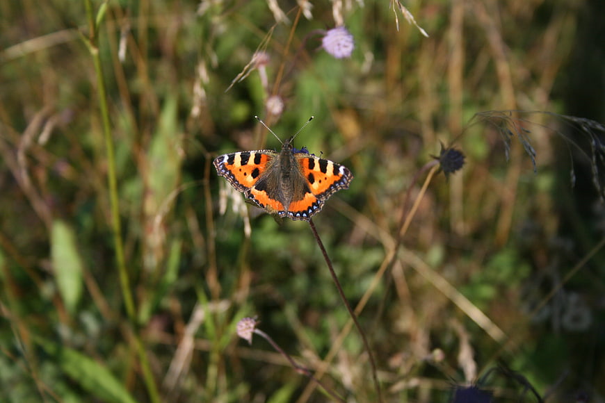 Small Tortoiseshell Butterfly on Wildflower Stem in Meadow