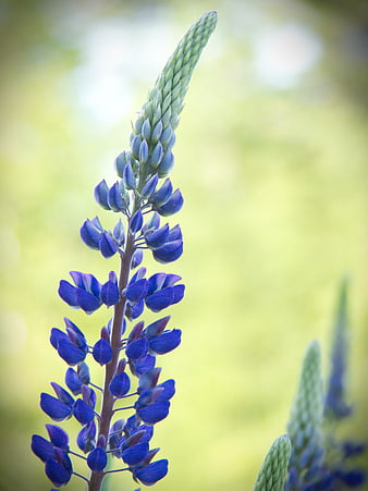 Vertical Blue Lupine Flower with Green Bokeh Background