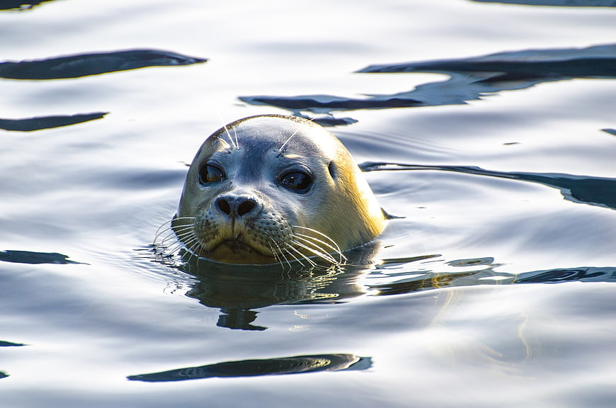 Close-Up Portrait Of A Curious Seal Swimming In Calm Water
