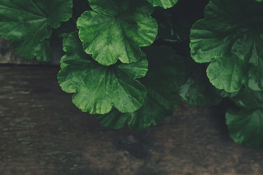 Close-up of green geranium leaves on rustic wooden background