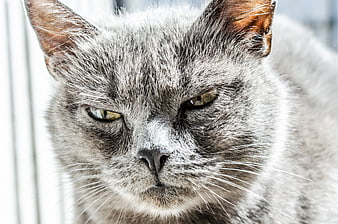 Close-up portrait of a grumpy gray cat with narrowed eyes
