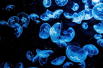 Glowing Blue Jellyfish Floating In Dark Deep Ocean Water