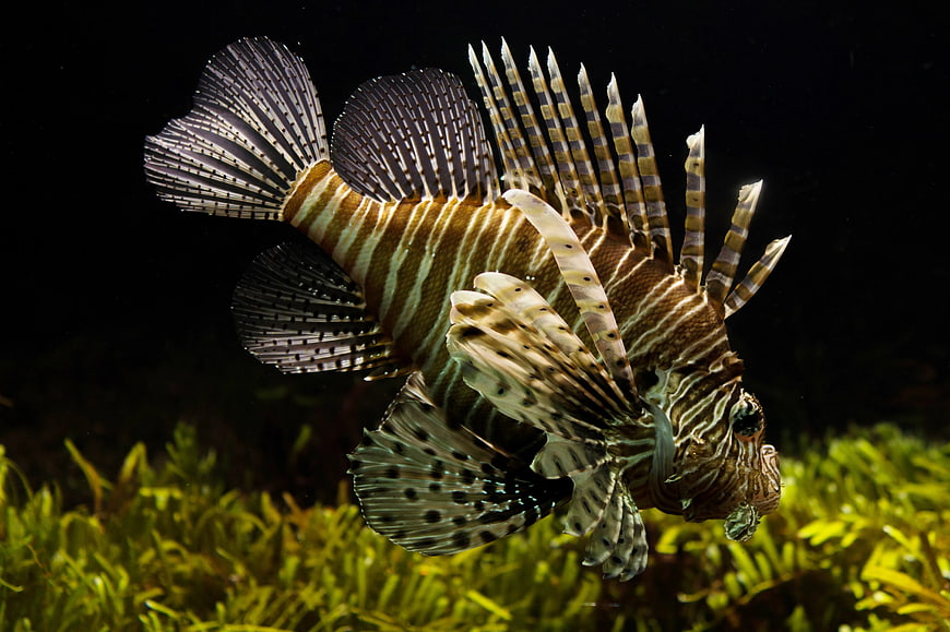 Red Lionfish Swimming Over Green Seaweed