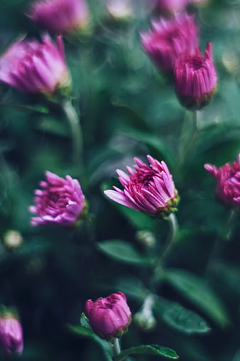 Close-up of purple chrysanthemum flowers in a garden