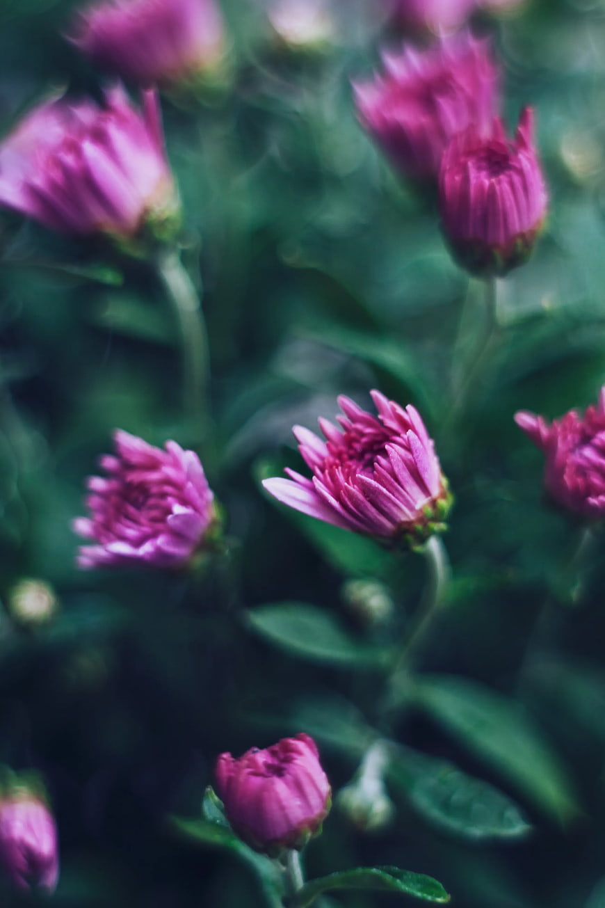 Close-up of purple chrysanthemum flowers in a garden