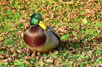 Male Mallard Duck Resting on Autumn Leaves