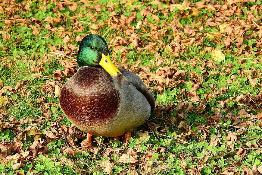 Male Mallard Duck Resting on Autumn Leaves