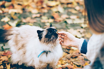 Fluffy Ragdoll Cat Eating Treat from Woman's Hand in Autumn