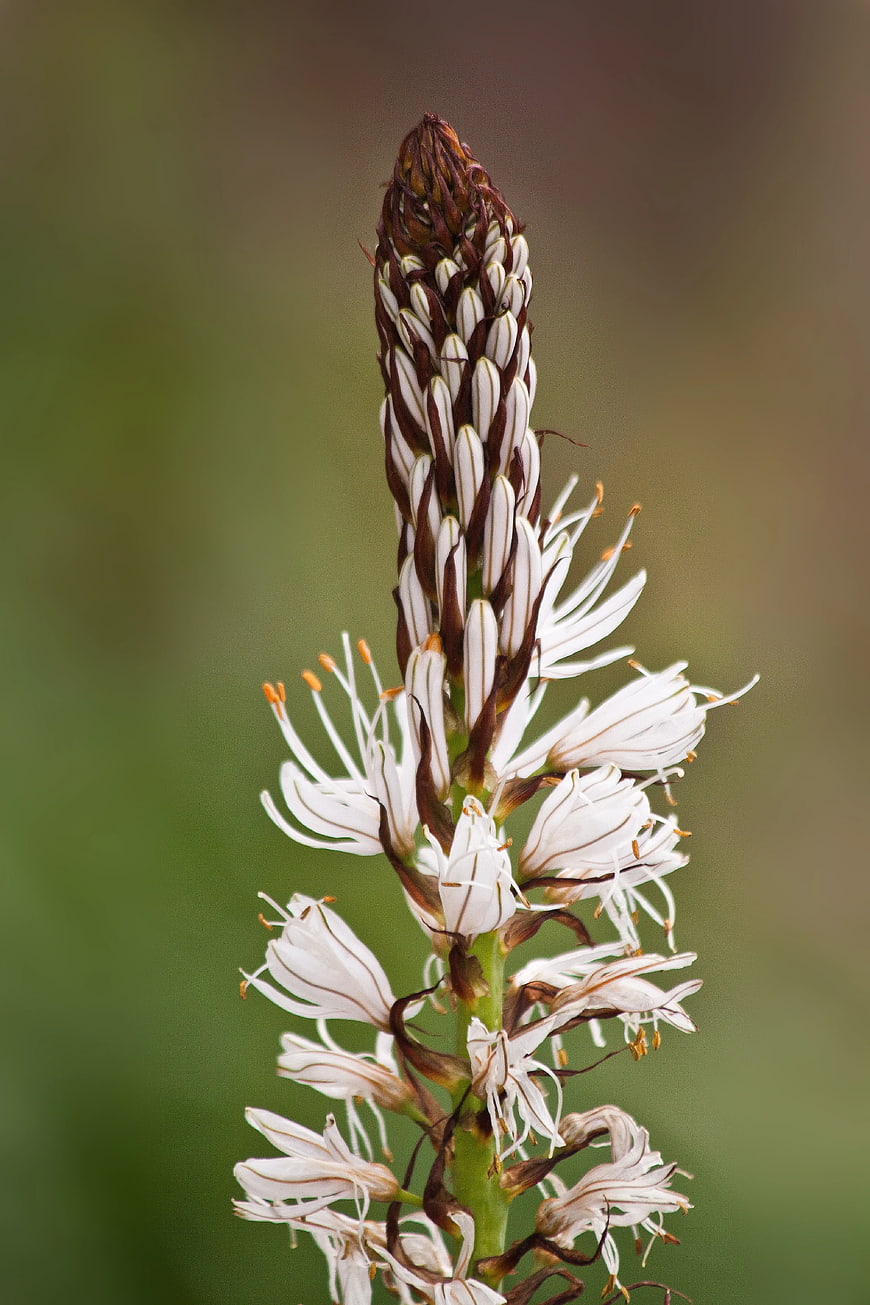 Close-up of White and Brown Flower Spike with Blurred Green Background