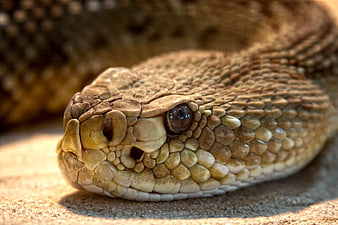 Close-up of a Rattlesnake Head on Sand