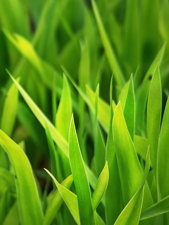 Close-up of vibrant green grass blades in nature
