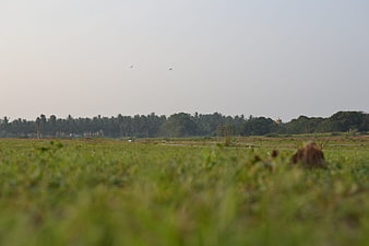 Low angle view of green grassy field with distant palm trees