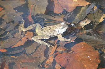 Two frogs swimming in a pond with autumn leaves