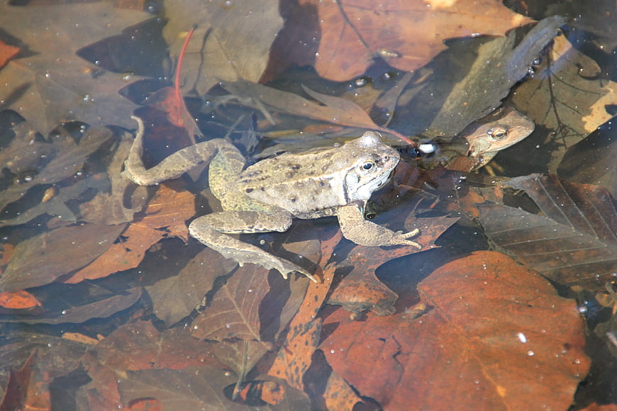 Two frogs swimming in a pond with autumn leaves