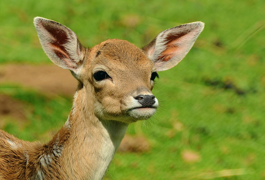 Close-up portrait of a young fawn in a green meadow