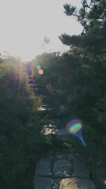 Sunlit Stone Path Through Overgrown Forest with Lens Flare