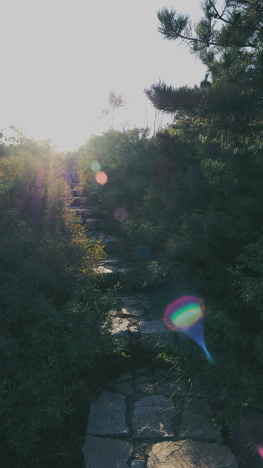 Sunlit Stone Path Through Overgrown Forest with Lens Flare