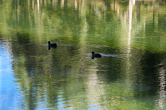 Two coots swimming in a green reflective pond