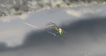 Green and Gold Orb Weaver Spider on Web