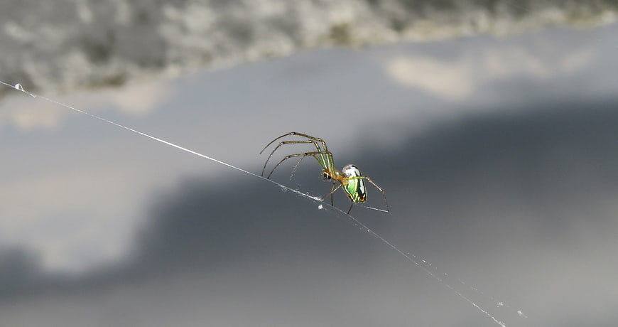 Green and Gold Orb Weaver Spider on Web