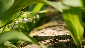 Close-up of white lily of the valley flowers in a forest
