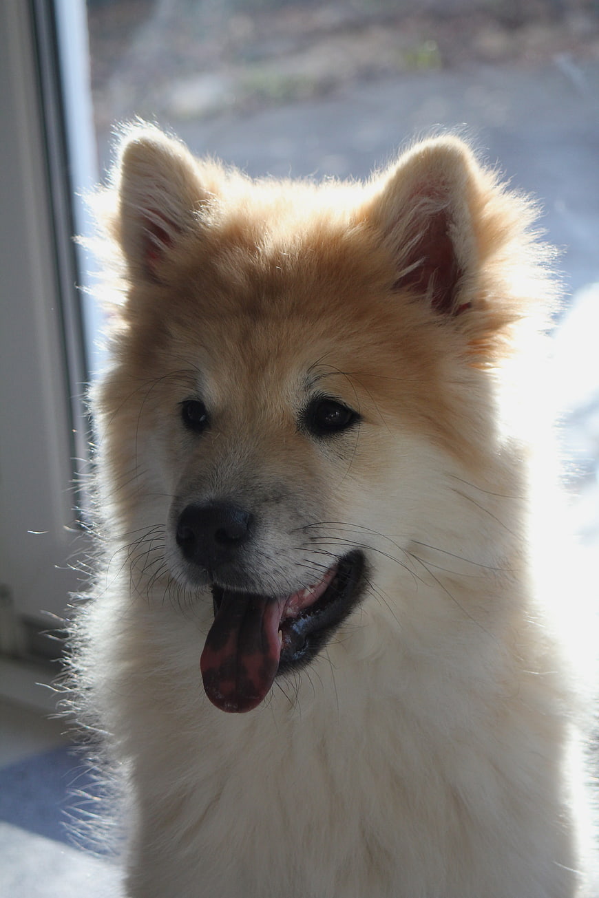 Fluffy Eurasier dog portrait with backlit fur