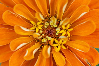 Macro Close-Up of Vibrant Orange Zinnia Flower Bloom