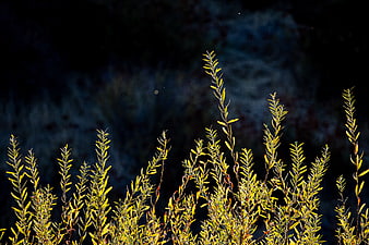 Sunlit Yellow Plants Against Dark Blue Background
