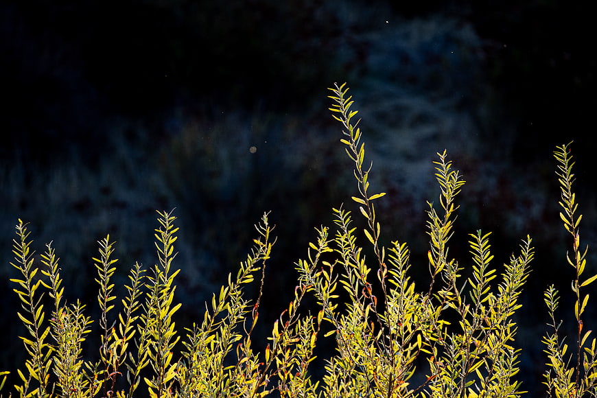 Sunlit Yellow Plants Against Dark Blue Background