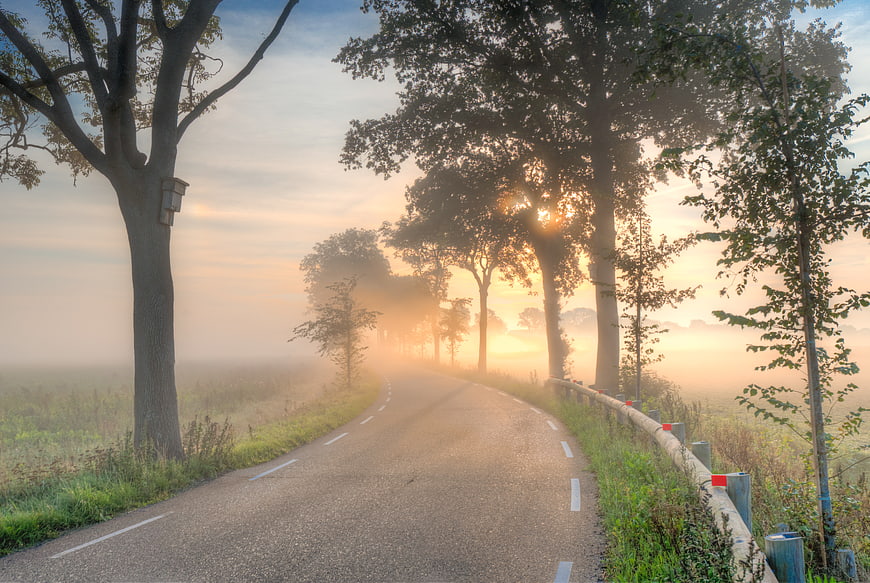 Foggy Country Road at Sunrise with Trees