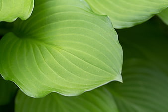 Close-up of vibrant green hosta leaf with detailed texture
