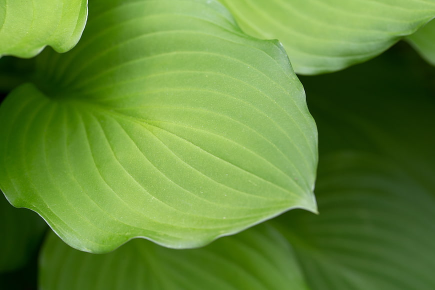 Close-up of vibrant green hosta leaf with detailed texture