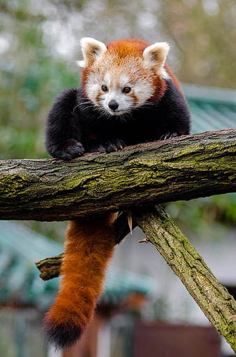 Cute Red Panda Climbing on Mossy Tree Branch in Natural Habitat