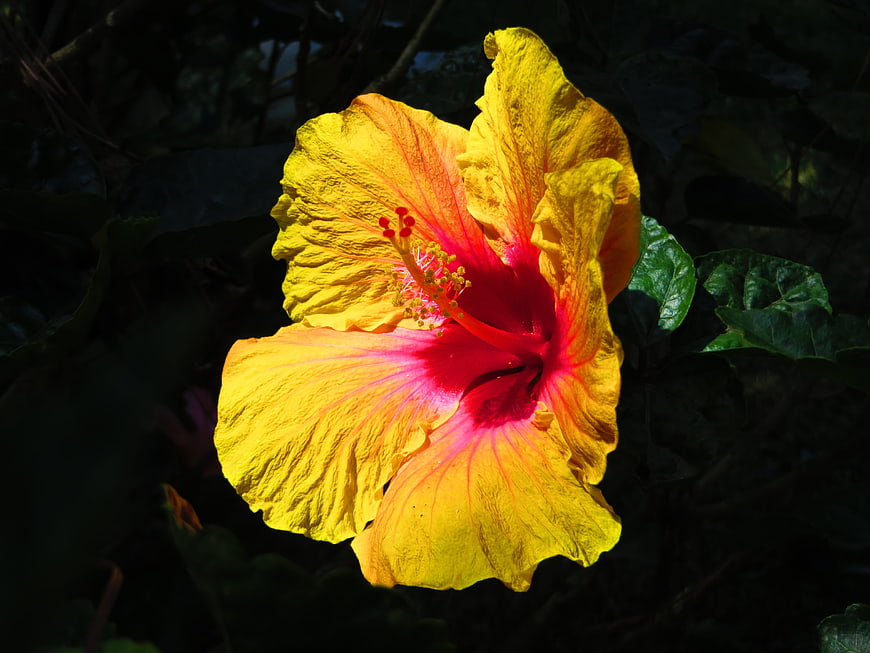 Vibrant Yellow Hibiscus Flower with Red Center in Sunlight