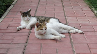Two relaxed cats resting on a red brick pathway