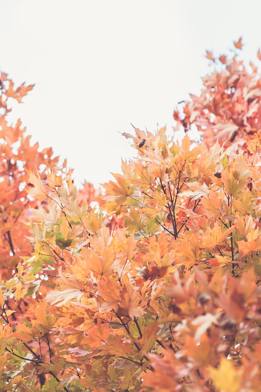 Vibrant Orange Autumn Maple Leaves Against White Sky
