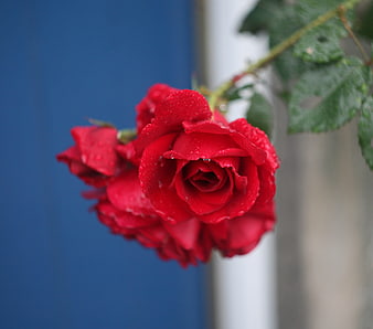 Close-up of vibrant red roses with water droplets on blue background