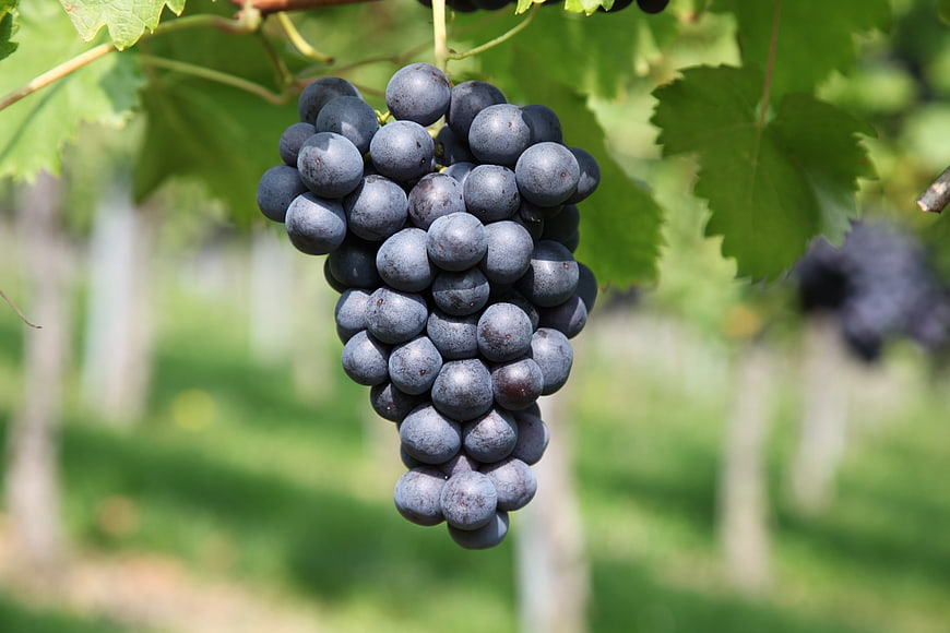Ripe Purple Grapes Hanging on Vine in Vineyard