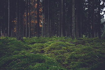 Dark mossy forest floor with tall pine trees