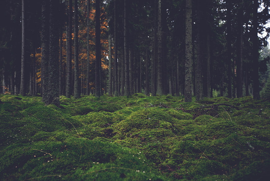 Dark mossy forest floor with tall pine trees
